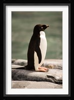Antarctica. Adelie penguin. Fine Art Print