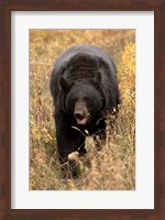 Black Bear walking in brush, Montana Fine Art Print