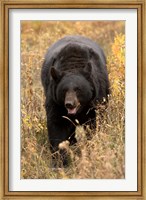 Black Bear walking in brush, Montana Fine Art Print