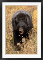 Black Bear walking in brush, Montana Fine Art Print