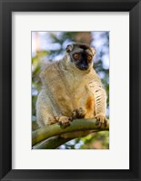 Brown Lemur in a tree in Madagascar Fine Art Print