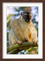 Brown Lemur in a tree in Madagascar Fine Art Print