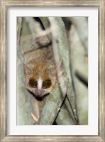 Brown Mouse Lemur, tree trunk in Madagascar Fine Art Print