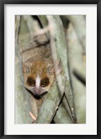 Brown Mouse Lemur, tree trunk in Madagascar Fine Art Print
