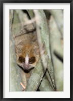 Brown Mouse Lemur, tree trunk in Madagascar Fine Art Print