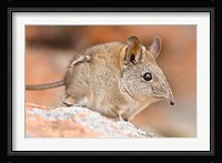 Cape Elephant Shrew, Bushmans Kloof, South Africa Fine Art Print