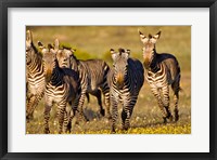 Cape Mountain Zebra, Bushmans Kloof, South Africa Fine Art Print