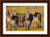 Cape Mountain Zebra, Bushmans Kloof, South Africa Fine Art Print