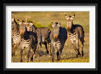 Cape Mountain Zebra, Bushmans Kloof, South Africa Fine Art Print