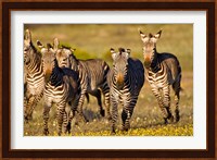 Cape Mountain Zebra, Bushmans Kloof, South Africa Fine Art Print