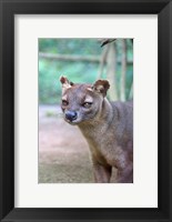Carnivore in Madagascar, related to a mongoose Fine Art Print
