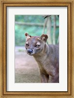 Carnivore in Madagascar, related to a mongoose Fine Art Print