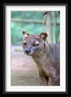Carnivore in Madagascar, related to a mongoose Fine Art Print
