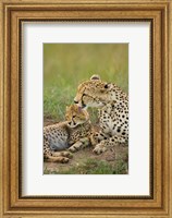 Cheetah with cub in the Masai Mara GR, Kenya Fine Art Print