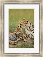 Cheetah with cub in the Masai Mara GR, Kenya Fine Art Print