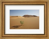 China, Gansu Province. Lone plant casts shadow on Badain Jaran Desert. Fine Art Print