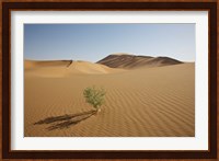 China, Gansu Province. Lone plant casts shadow on Badain Jaran Desert. Fine Art Print
