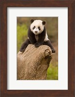 China, Wolong Panda Reserve, Baby Panda bear on stump Fine Art Print
