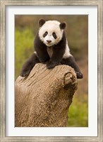 China, Wolong Panda Reserve, Baby Panda bear on stump Fine Art Print