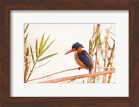 Close-up of Malachite kingfisher, Chobe National Park, Botswana Fine Art Print