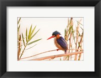 Close-up of Malachite kingfisher, Chobe National Park, Botswana Fine Art Print