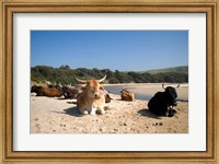 Cows, Farm Animal, Coffee Bay, Transkye, South Africa Fine Art Print
