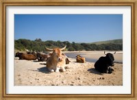 Cows, Farm Animal, Coffee Bay, Transkye, South Africa Fine Art Print