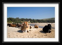 Cows, Farm Animal, Coffee Bay, Transkye, South Africa Fine Art Print