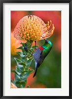 Double-collared Sunbird, South Africa-collared Sunbird, South Africa Fine Art Print