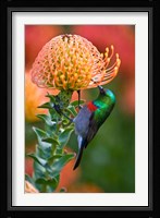 Double-collared Sunbird, South Africa-collared Sunbird, South Africa Fine Art Print