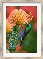 Double-collared Sunbird, South Africa-collared Sunbird, South Africa Fine Art Print