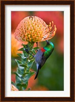 Double-collared Sunbird, South Africa-collared Sunbird, South Africa Fine Art Print