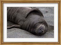 Elephant Seal Pup Sleeps on Beach, South Georgia Island, Antarctica Fine Art Print