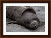 Elephant Seal Pup Sleeps on Beach, South Georgia Island, Antarctica Fine Art Print