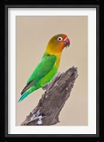 Fischer's Lovebird tropical bird, Ndutu, Tanzania Fine Art Print