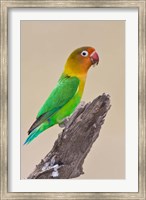 Fischer's Lovebird tropical bird, Ndutu, Tanzania Fine Art Print