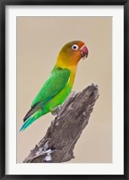 Fischer's Lovebird tropical bird, Ndutu, Tanzania Fine Art Print
