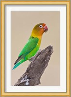 Fischer's Lovebird tropical bird, Ndutu, Tanzania Fine Art Print