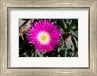 Pink Flower, Kirstenbosch Gardens, South Africa Fine Art Print