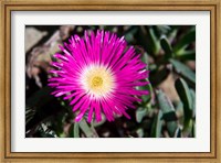 Pink Flower, Kirstenbosch Gardens, South Africa Fine Art Print