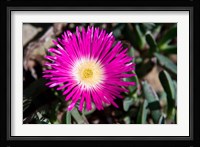 Pink Flower, Kirstenbosch Gardens, South Africa Fine Art Print