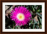 Pink Flower, Kirstenbosch Gardens, South Africa Fine Art Print