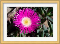 Pink Flower, Kirstenbosch Gardens, South Africa Fine Art Print