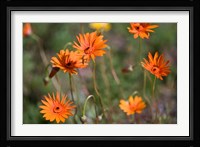 Orange Flowers, Kirstenbosch Gardens, South Africa Fine Art Print