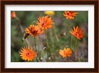 Orange Flowers, Kirstenbosch Gardens, South Africa Fine Art Print