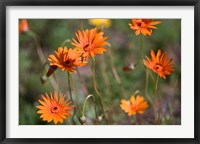 Orange Flowers, Kirstenbosch Gardens, South Africa Fine Art Print