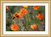 Orange Flowers, Kirstenbosch Gardens, South Africa Fine Art Print