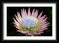 Flowers, Kirstenbosch Gardens, South Africa Fine Art Print