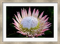 Flowers, Kirstenbosch Gardens, South Africa Fine Art Print