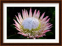 Flowers, Kirstenbosch Gardens, South Africa Fine Art Print